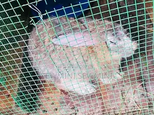 Rabbit