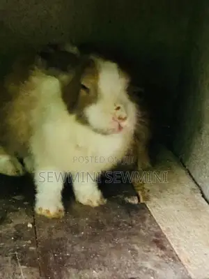 Rabbit