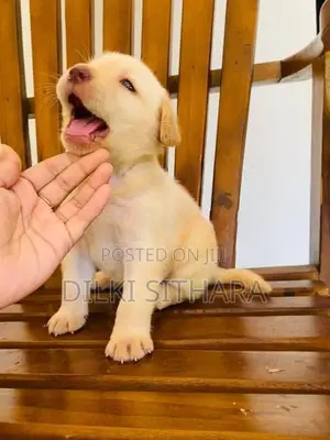 Pure breed Labrador Retriever puppies for sale
