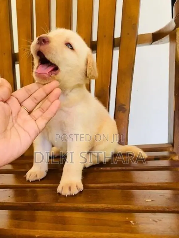Pure breed Labrador Retriever puppies for sale