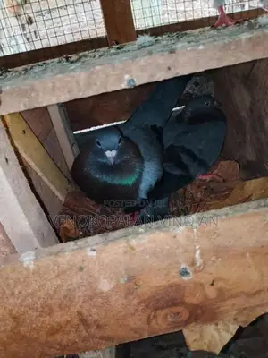 Pigeon