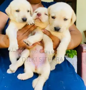 Pure breed Labrador Retriever puppies for sale
