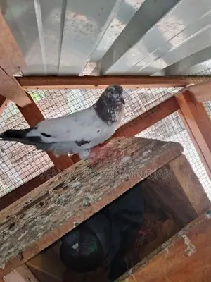 Pigeon