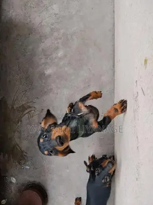 Dachshund Pappies