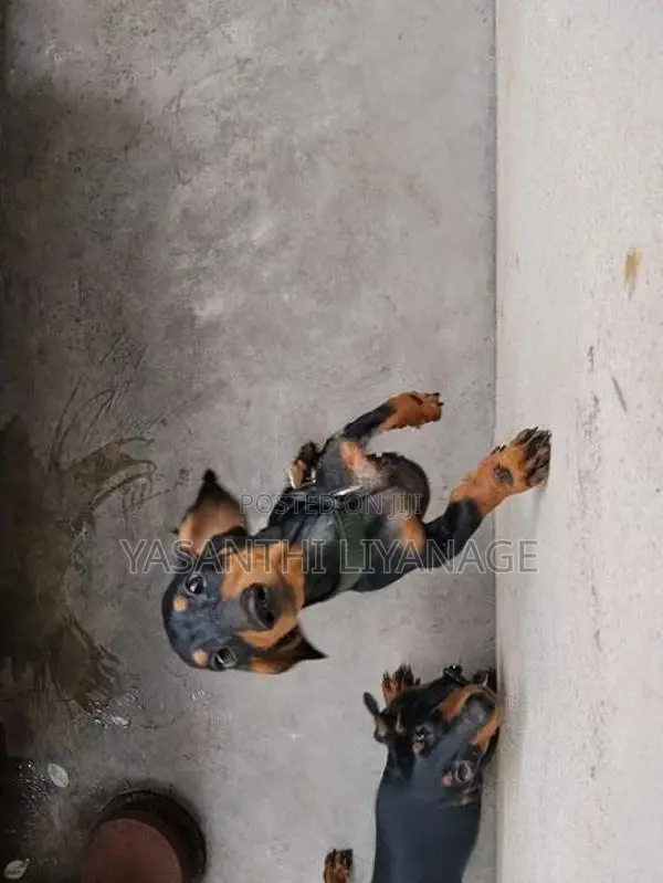 Dachshund Pappies