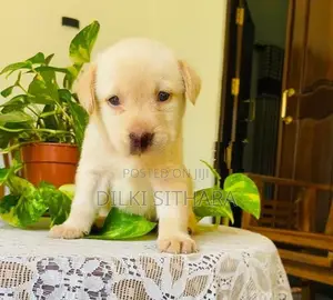 Pure breed Labrador Retriever puppies for sale
