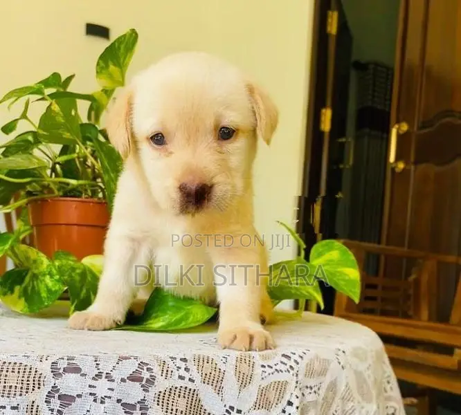 Pure breed Labrador Retriever puppies for sale