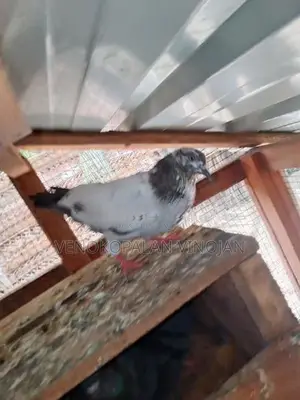Pigeon