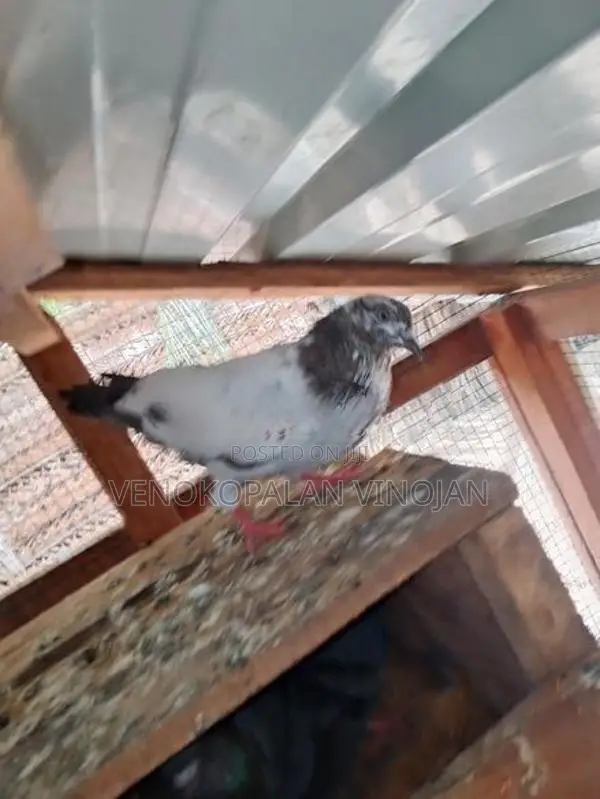 Pigeon
