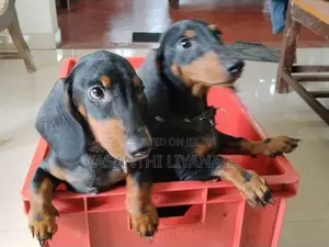 Dachshund Pappies