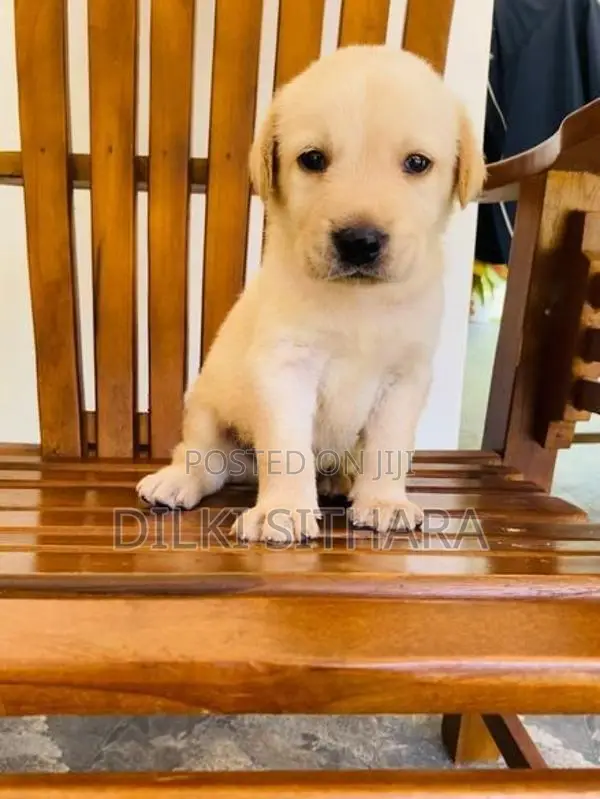 Pure breed Labrador Retriever puppies for sale