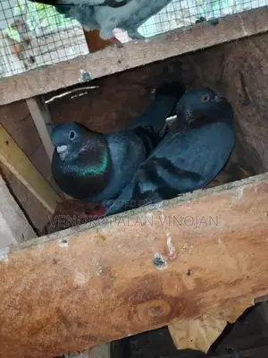 Pigeon