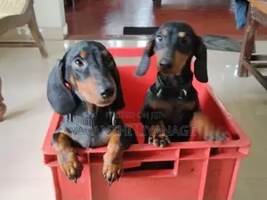 Dachshund Pappies