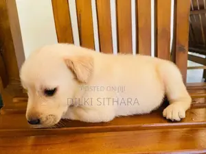 Pure breed Labrador Retriever puppies for sale