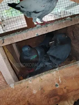 Pigeon