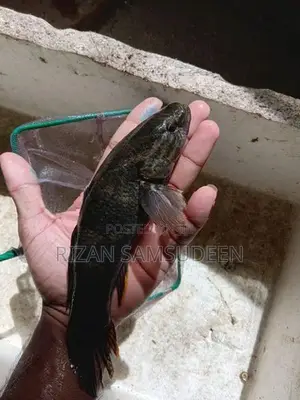 Marbal goby fish