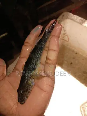 Marbal goby fish
