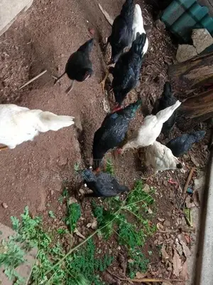 gam kukullu