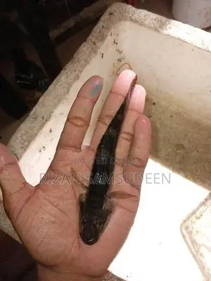 Marbal goby fish