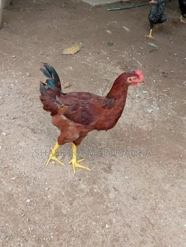 gam kukullu
