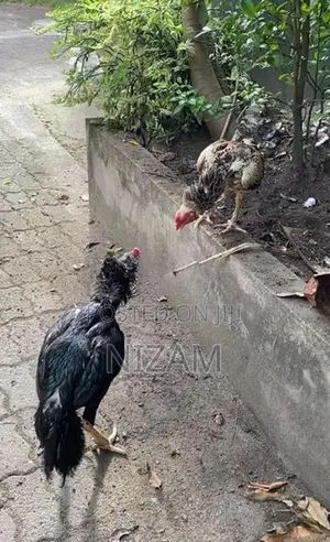 Shamo roosters