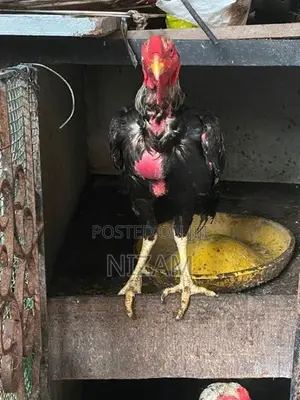Shamo roosters