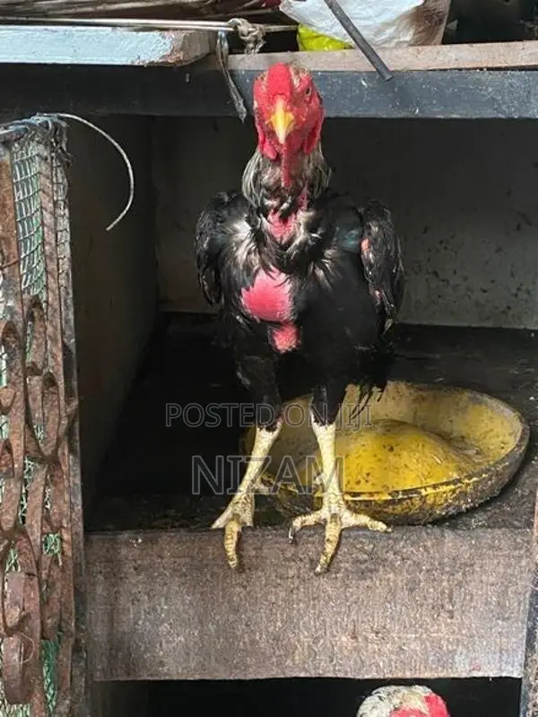 Shamo roosters