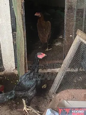 Shamo roosters