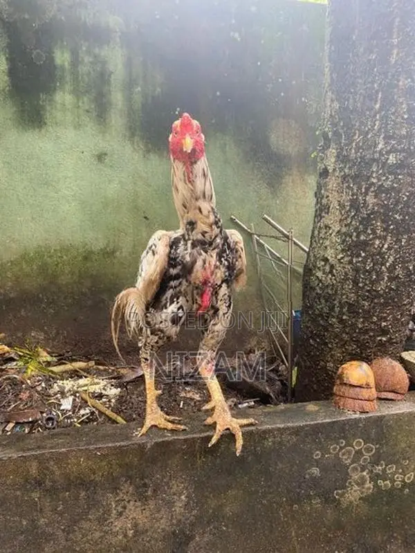 Shamo roosters