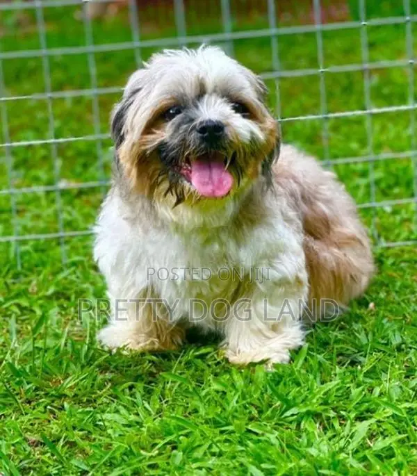 shih tzu female dog