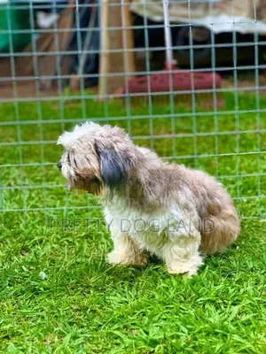 shih tzu female dog