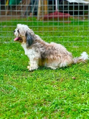 shih tzu female dog