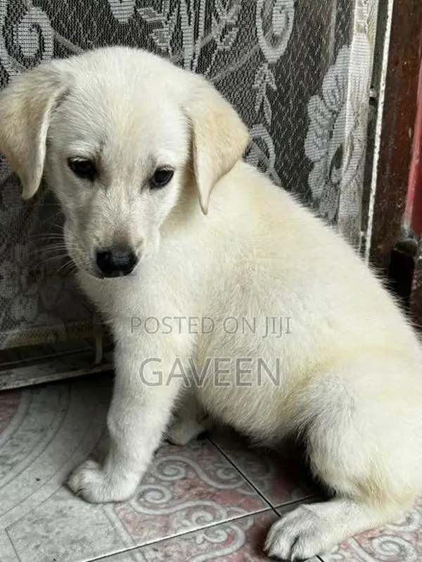 Labrador Puppy