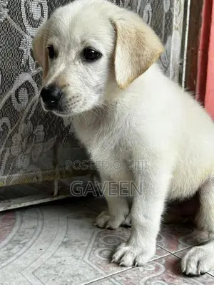 Labrador Puppy
