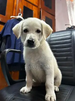 Labrador Puppy