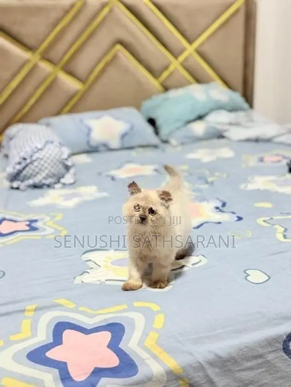 Himalayan Persian