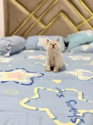 Himalayan Persian
