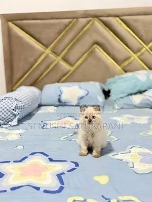 Himalayan Persian