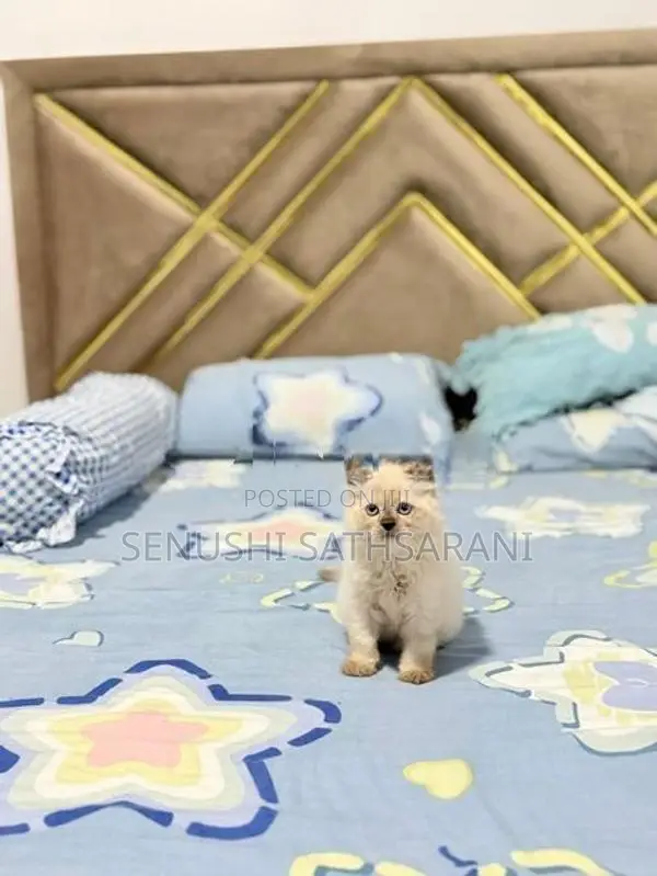 Himalayan Persian
