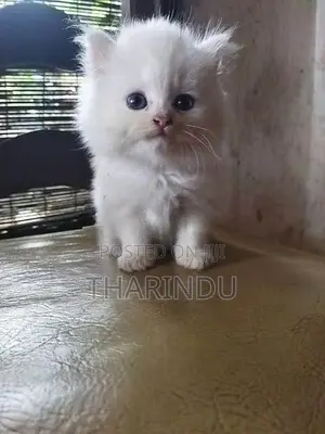 Persian baby