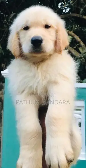 Golden Retriever Puppies