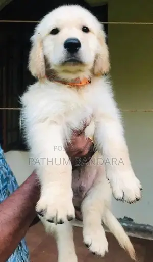 Golden Retriever Puppies