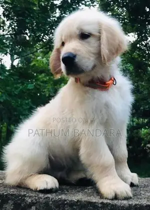 Golden Retriever Puppies