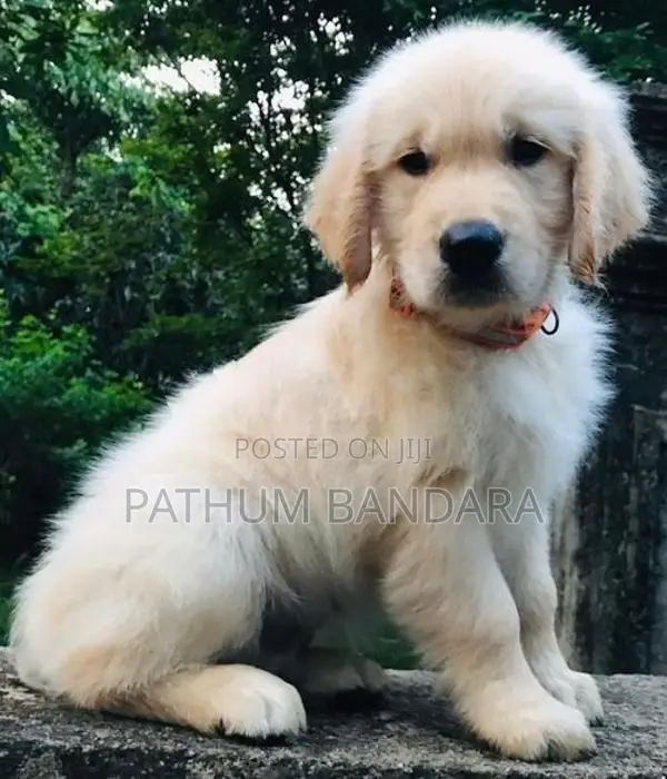 Golden Retriever Puppies