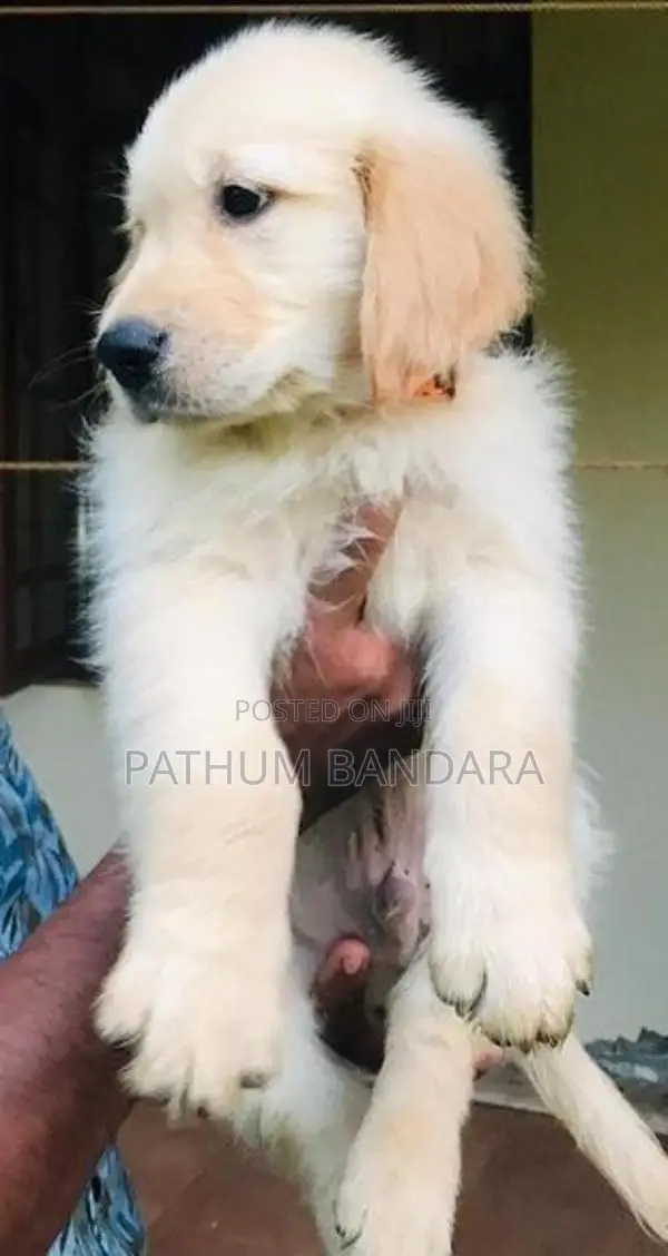 Golden Retriever Puppies