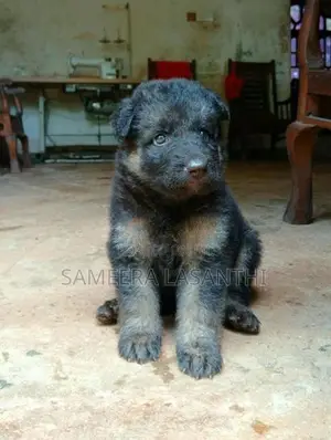 German Shepherd Puppies