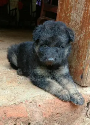 German Shepherd Puppies