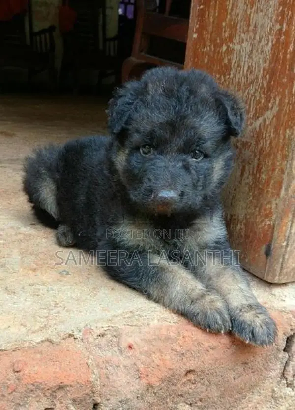German Shepherd Puppies