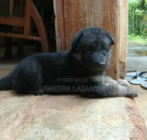 German Shepherd Puppies
