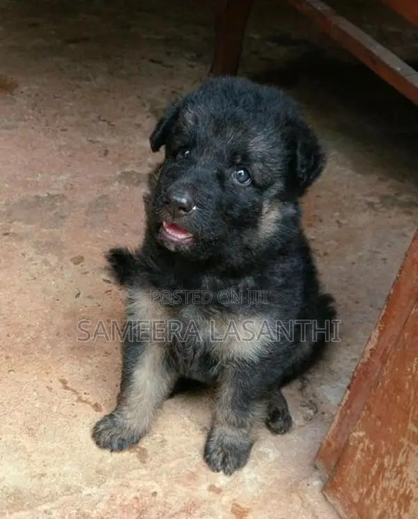 German Shepherd Puppies